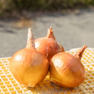 とろける甘さ！淡路島産たまねぎ 5kg｜淡路島玉ねぎ情報局