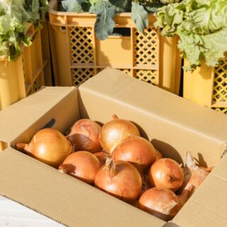 甘い人気品種　　完熟トキ　　大玉１０kg２８ー３２玉 楽天市場】【ふるさと納税】YN-08 甘ひびき梨 5kg なし 梨 果物